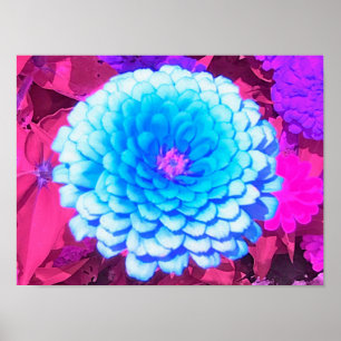 Poster Zinnia azul bonito no jardim roxo do verão