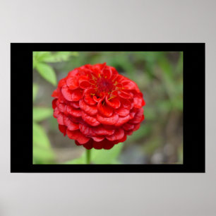 Póster Zinnia do vermelho do rubi