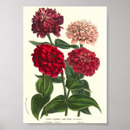 Póster Zinnia elegans/Common Zinnias por Van Houtte