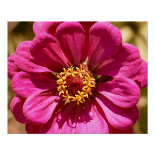 Póster Zinnia Elegans rosa