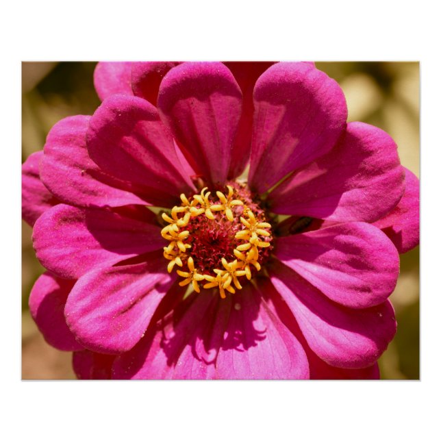 Póster Zinnia Elegans rosa (Frente)