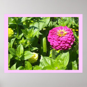 Póster Zinnia rosa impressionante