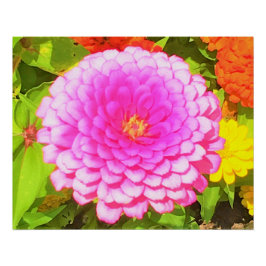 Póster Zinnia rosa redonda bonito no Jardim de Verão