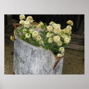 Poster Zinnias do marfim