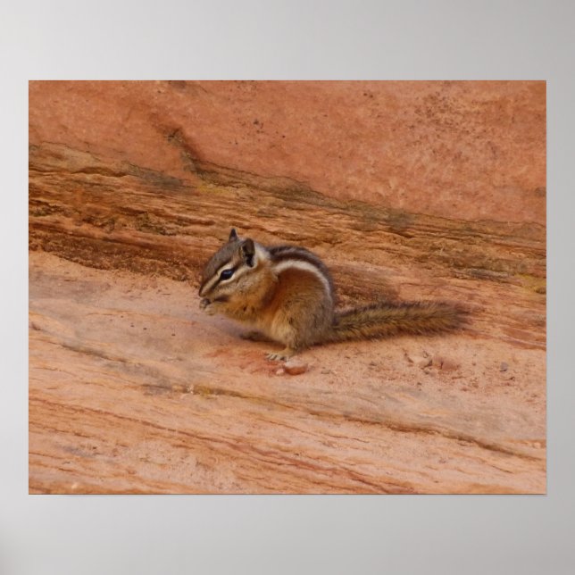 Póster Zion Chipmunk em Rochas Vermelhas (Frente)