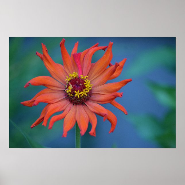Poster Zippy Zinnia (Frente)
