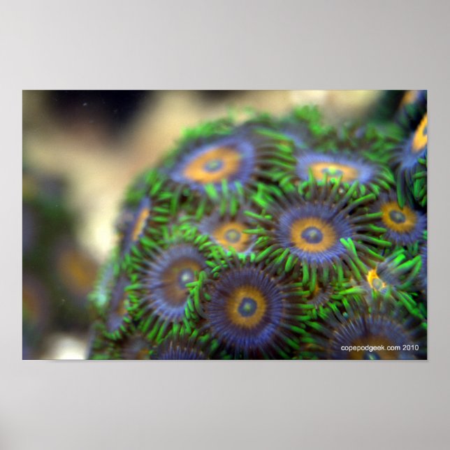 Poster Zoanthid Coral 1 (Frente)