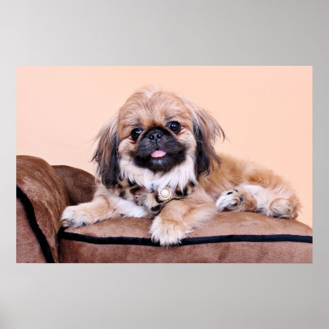 Póster Zoe - Pekingese (Frente)