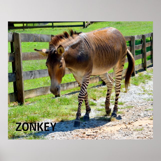Póster Zonkey part Zebra e Donkey (Frente)