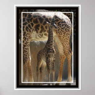Póster Zoo Baby 1