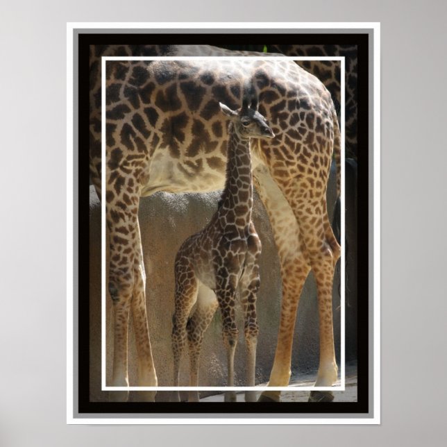 Póster Zoo Baby 1 (Frente)