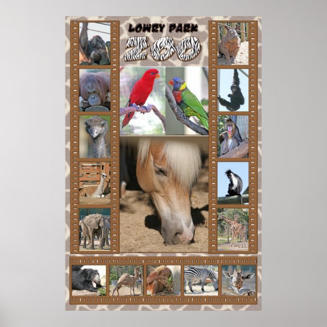 Poster Zoo do Parque Lowry (Frente)