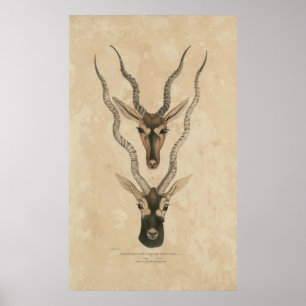 Póster zoologia do blackbuck 1932 de India