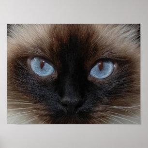 PÓSTER ZORRA O CAT DE RAGDOLL