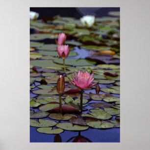 Posters -24x36 da arte da almofada de lírio -