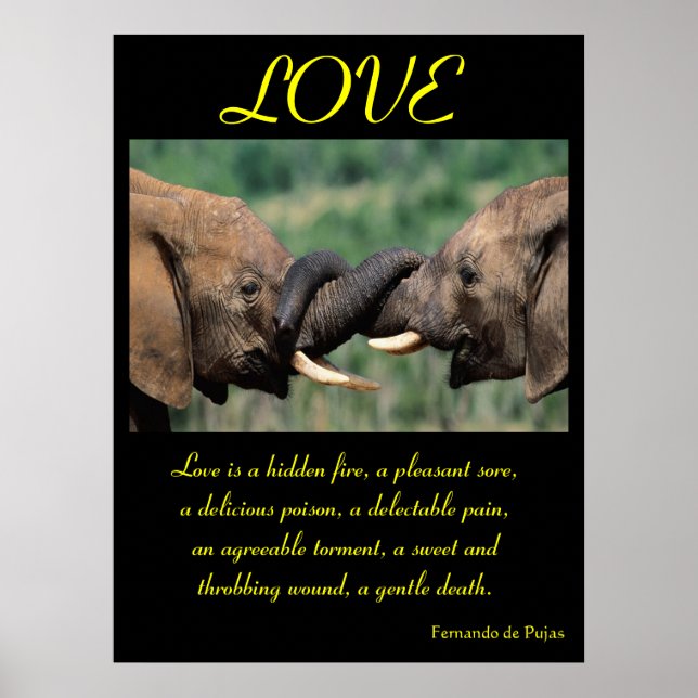 POSTERS AMOR Animal 5 (Frente)