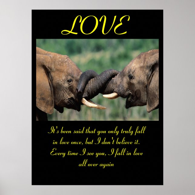 POSTERS AMOR Animal 6 (Frente)