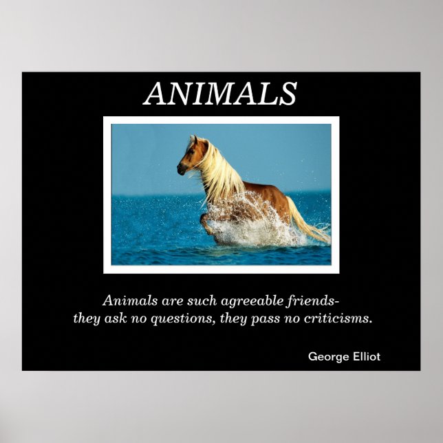 Posters animais 31 (Frente)