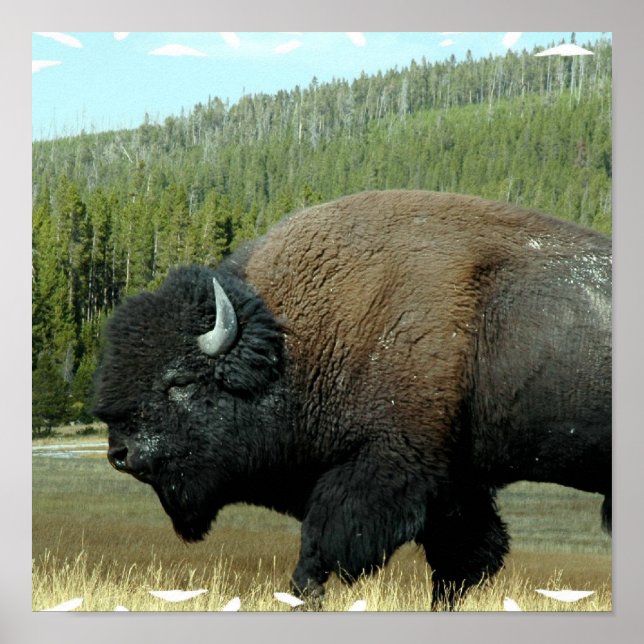 Posters Bison (Frente)