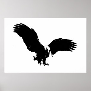 Posters calvos de BW Eagles do impressão do poste