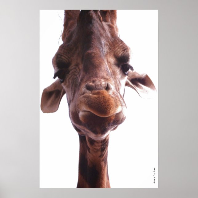 POSTERS COLOSSAIS - FACE GIRAFFE - FOTO HUMOR (Frente)