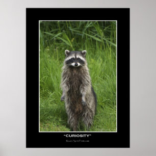 Posters da foto do racum da "CURIOSIDADE"