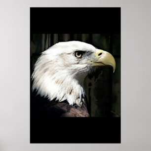 Posters de Águia Bald Poster Impressão Eagles Amer