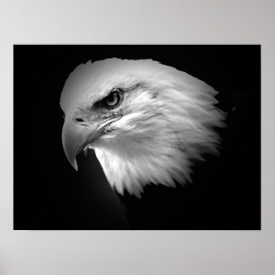 Posters de Águia Bald Poster Impressão Eagles BW A