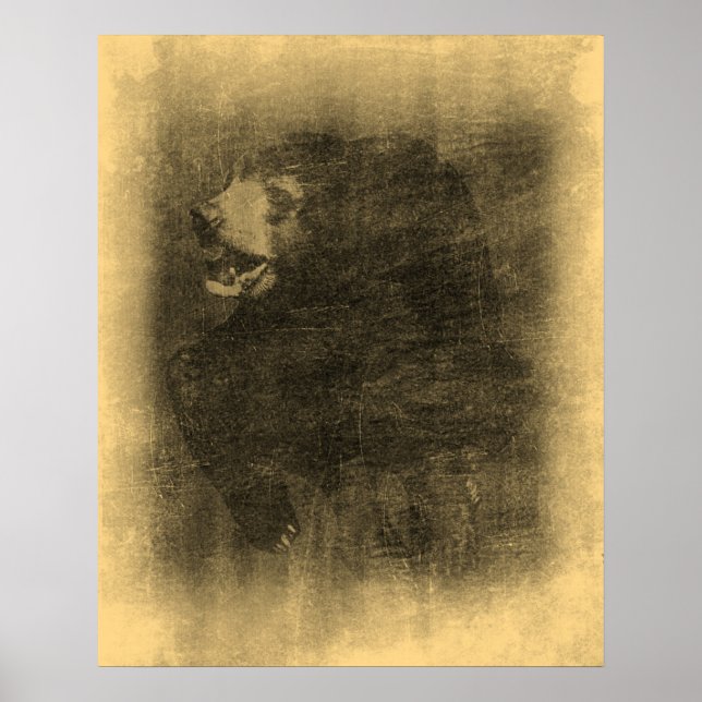 Posters de Arte de Vintagem de Urso Negro (Frente)