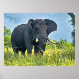 Posters de elefante