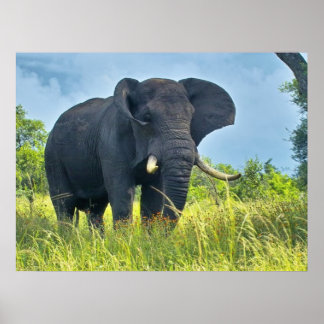 Posters de elefante