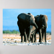 Posters de elefante