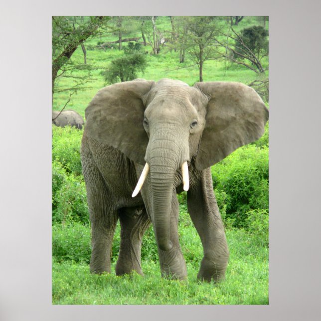 Posters de elefante (Frente)