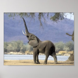 Posters de elefante