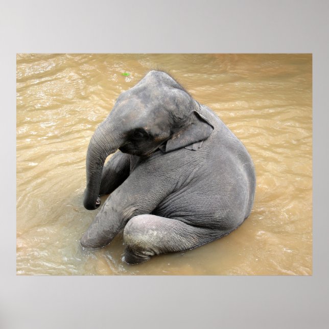 Posters de elefante (Frente)