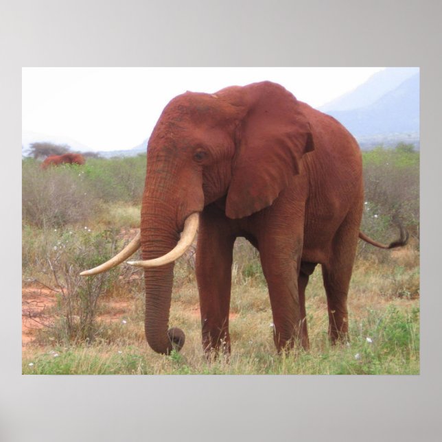Posters de elefante (Frente)