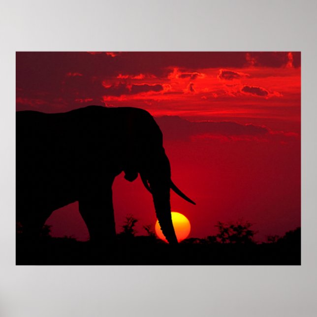 Posters de elefante (Frente)