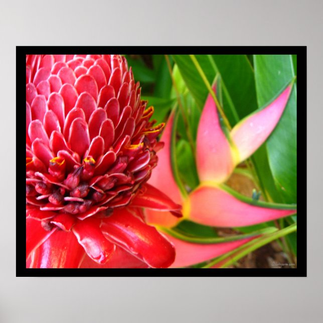 Posters de flores de Heliconia Ginger Torch Vermel (Frente)