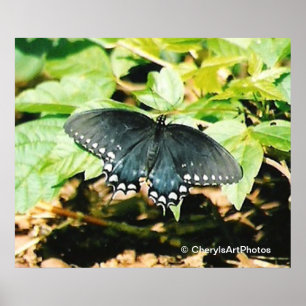 Posters de Fotografia da Borboleta Negra