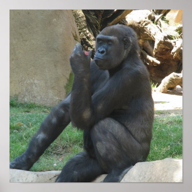 Posters de gorila bem pensados (Frente)