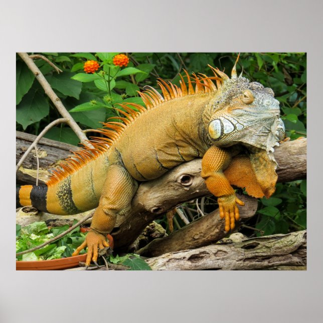 Posters de lagartos de dragão (Frente)
