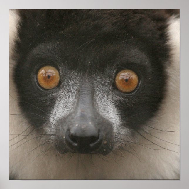 Posters de Lemur Rufflados (Frente)