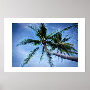 Posters de Palmeiras