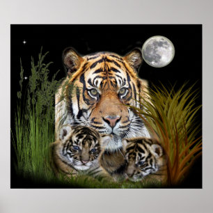 posters de tigre e filhotes