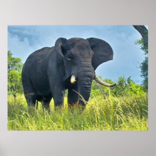 Posters do elefante