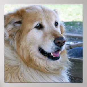 Posters do golden retriever