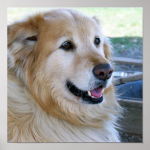 Posters do golden retriever