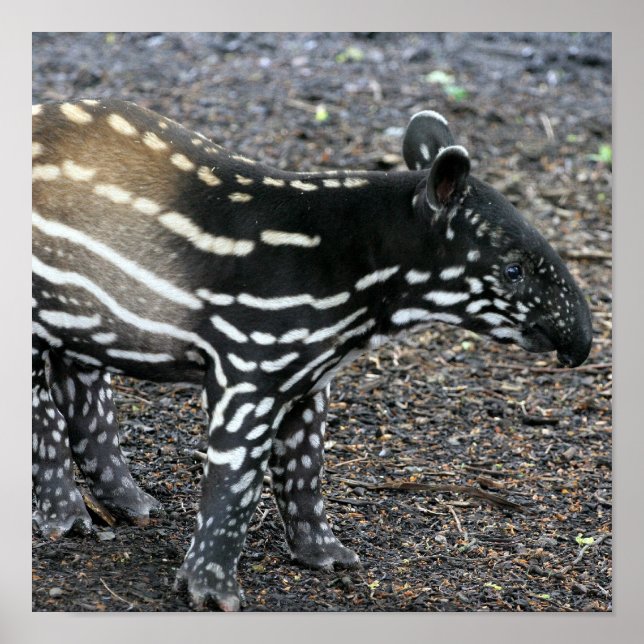 Posters do Tapir Brasileiro (Frente)