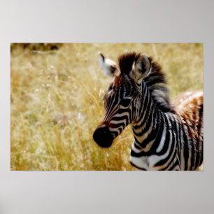 Posters dos animais selvagens do potro da zebra,