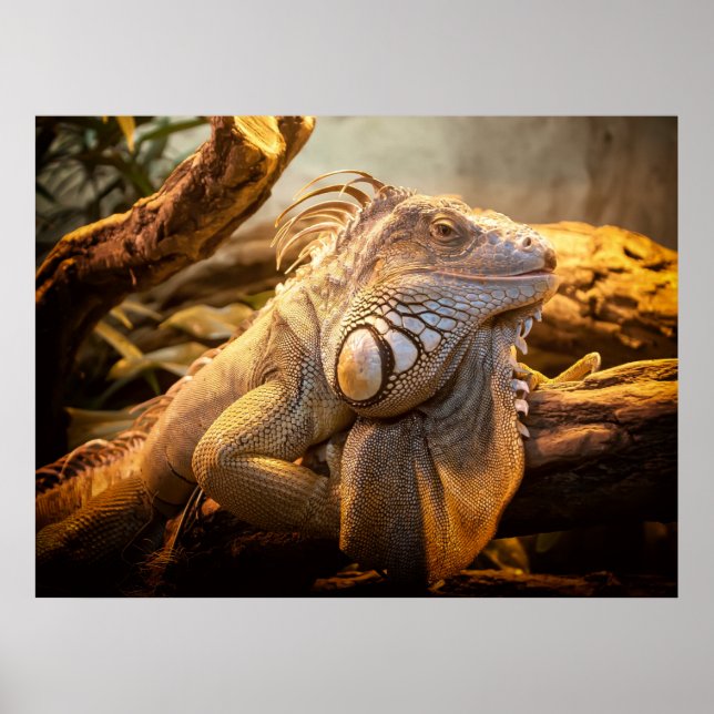 Posters Dragon Iguana (Frente)